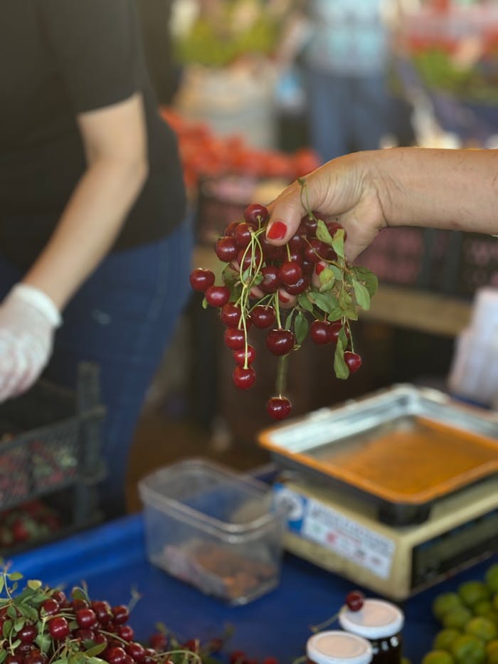 Hand holding ripe morello cherries at an open air market, showcasing fresh summer produce.