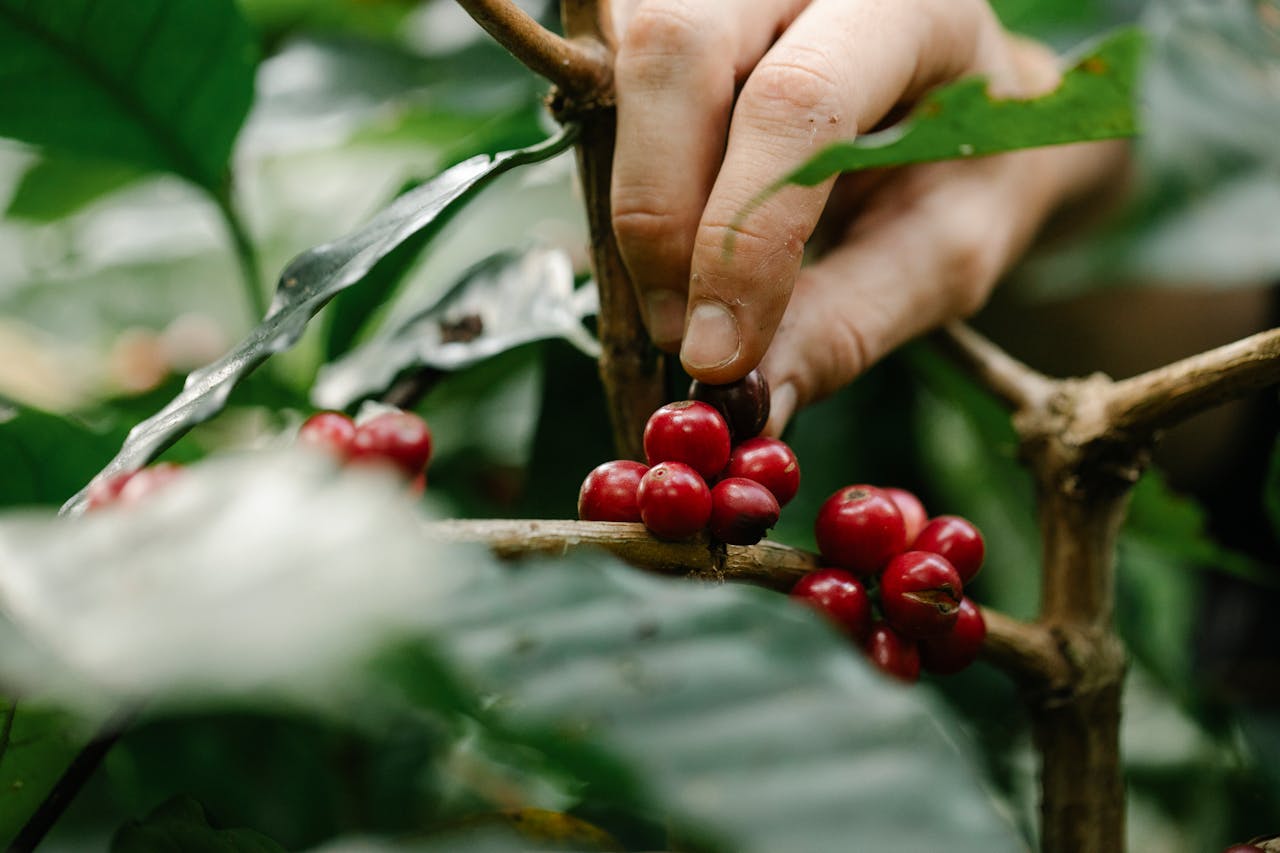 Crop faceless male gardener collecting red rip coffee beans from bush during work in farm on sunny day