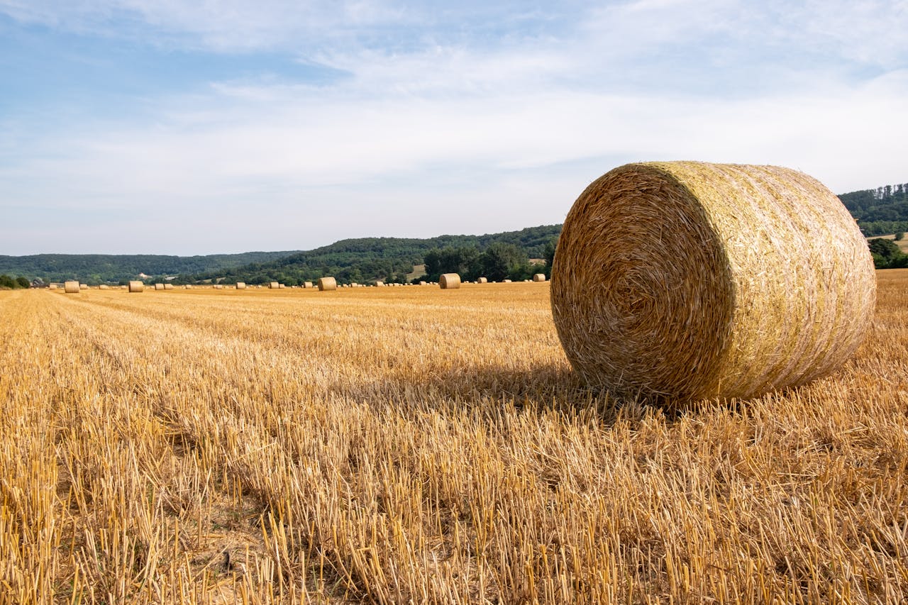 A picturesque view of hay bales scattered across a golden field, under a blue sky.